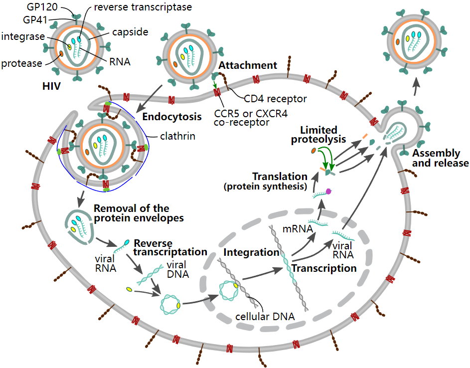 Fig.2 HIV life cycle. (https://commons.wikimedia.org/wiki/File:HIV-replication-cycle-en.svg)
