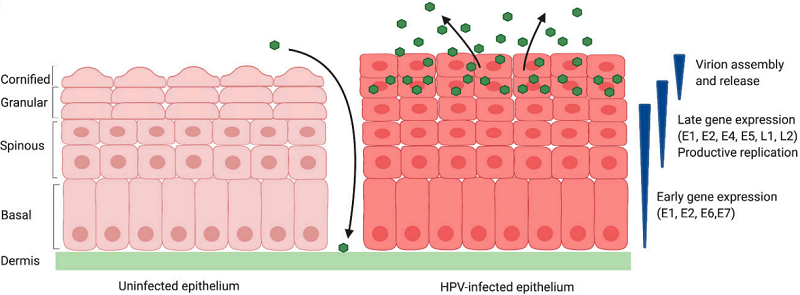 Fig.2 Replication cycle of HPV. (Mac and Cary, 2020)