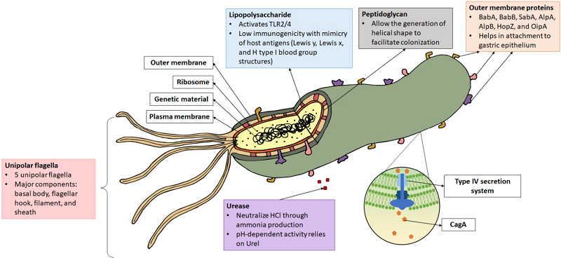 Fig.1 Helicobacter pylori structure. (Cheok, et al., 2021)