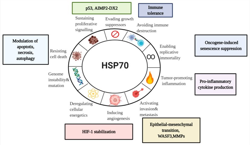 HSP70 plays a key role in the hallmarks of cancer.