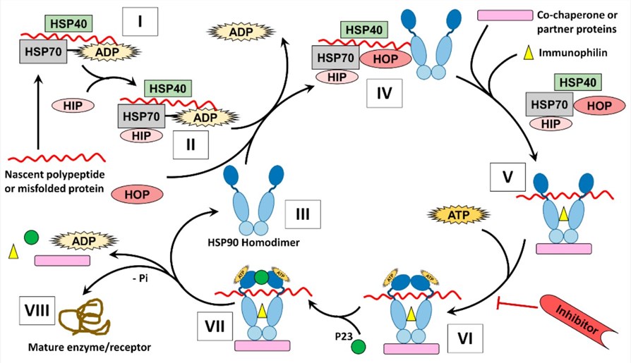 Protein folding mechanism mediated by HSP90.