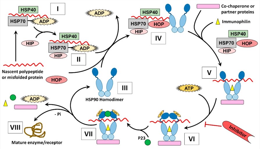 The mechanism of protein folding by HSP90. (Hoter, et al., 2018)