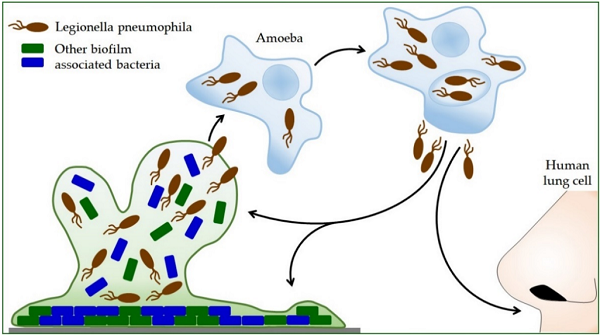 Fig.1 Legionella pneumophila life cycle. (Talapko, et al., 2022)
