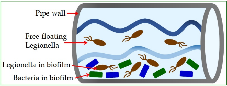 Fig.2 Role of Legionella in water systems. (Talapko, et al., 2022)
