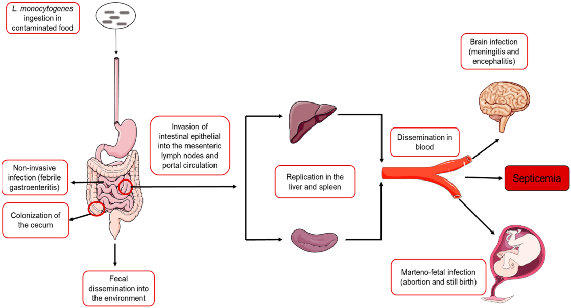 Fig.1 Pathogenicity mechanisms of Listeria monocytogenes. (Sibanda and Elna, 2022)