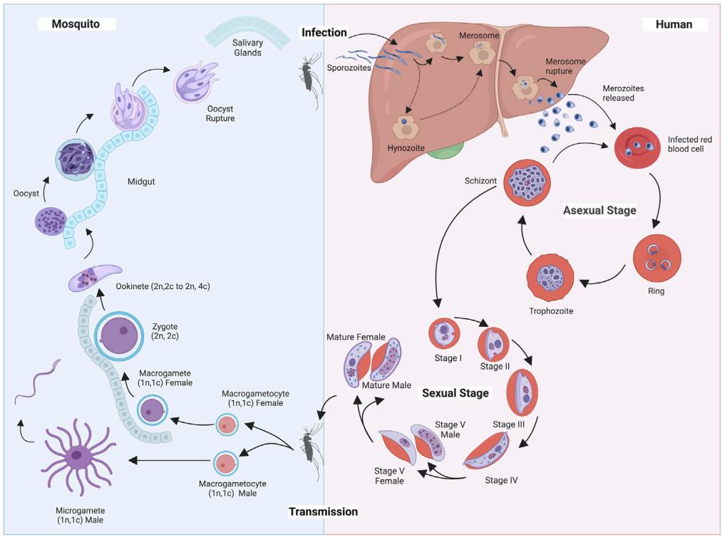 Fig.1 Plasmodium falciparum lifecycle in the human body and anopheline mosquito. (Chahine and Karine, 2022)