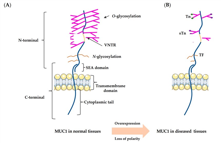 Structure of MUC1 in normal tissues and diseased tissues. (Chen, et al., 2021)