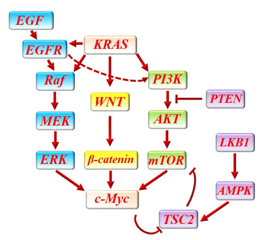 The regulation network of c-Myc and main proliferative signaling pathways in pancreatic cancer.
