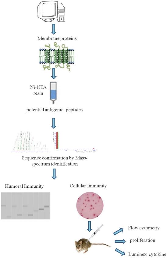 Fig.2 Antigenic properties analysis of membrane proteins of M. tuberculosis. (Li, et al., 2019)