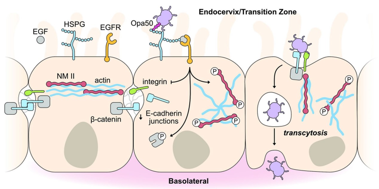 Fig.1 Neisseria gonorrhoeae pathogenesis. (Walker, et al., 2023)