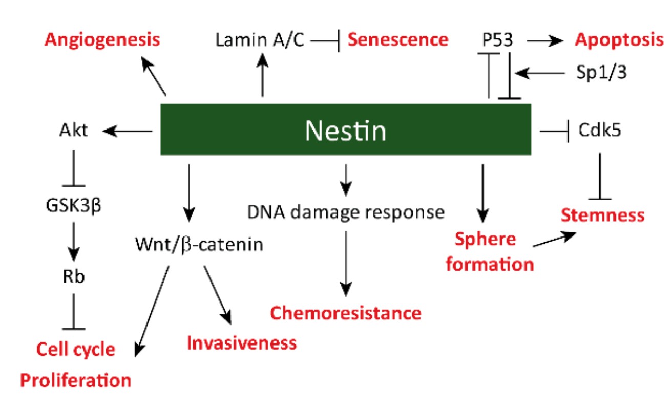 Signaling pathways and cellular processes regulated by nestin. (Sharma, et al., 2019)