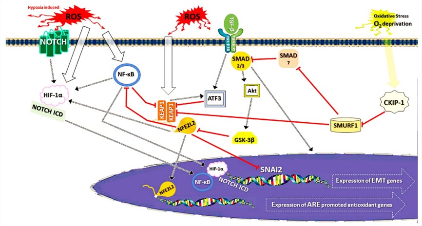 The association between NFE2L2 signaling pathway and epithelial-to-mesenchymal transition (EMT).