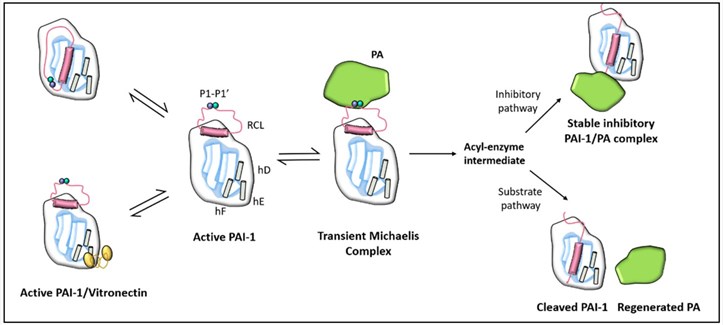 Schematic depiction of the PAI-1 conformation as well as its interaction with vitronectin cofactor and plasminogen activators (PA).