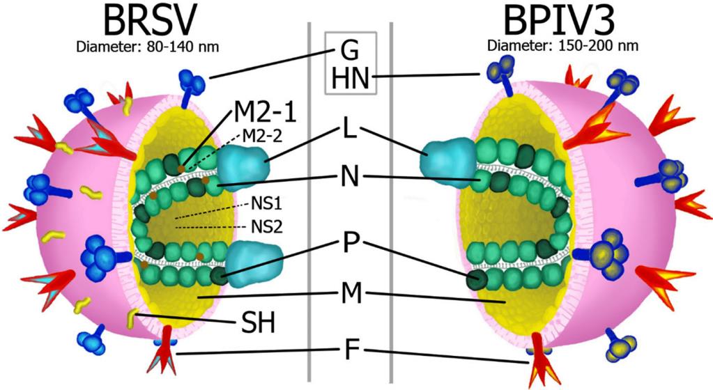 Fig.2 BRSV and BPIV3 structure. (Makoschey and Anna, 2021)