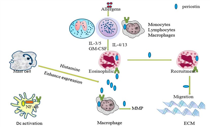 Periostin is closely associated with the pathogenic process of eosinophils and Th2-type asthma.