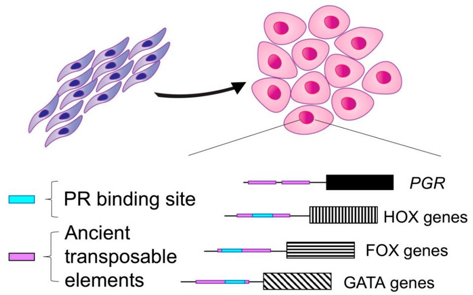 Evolution of progesterone receptor (PgR) action in endometrial stromal cells gave rise to decidualization.