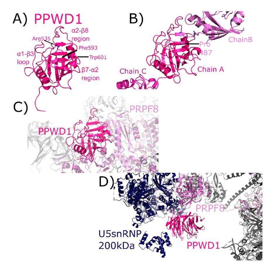 PPWD1 structures in and out of the spliceosome.