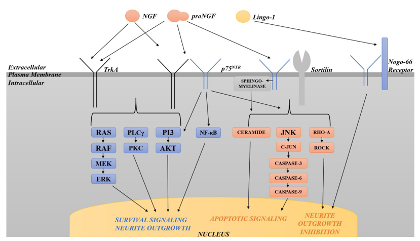 Diagram of the various pathways activated by TrkA and ProNGF. 
