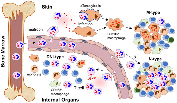 Fig.1 The rubella virus-associated inflammation. (Perelygina, et al., 2021)