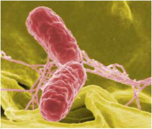 Fig.1 Salmonella morphology. (https://commons.wikimedia.org/wiki/File:Salmobandeau.jpg)