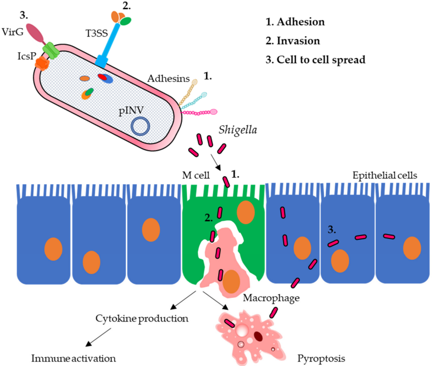 Fig.1 Shigella pathogenesis. (Raso, et al., 2023)
