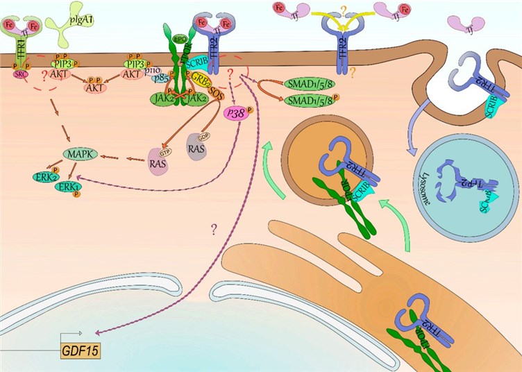 .1 Signaling of the tran