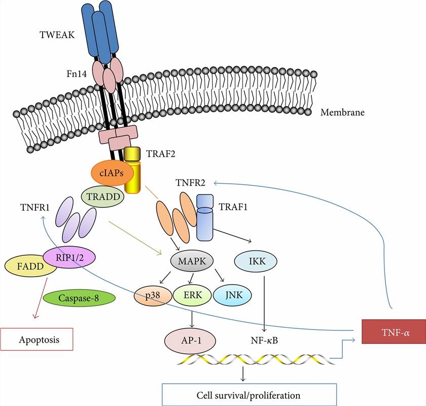 The signaling pathway of TWEAK/Fn14.