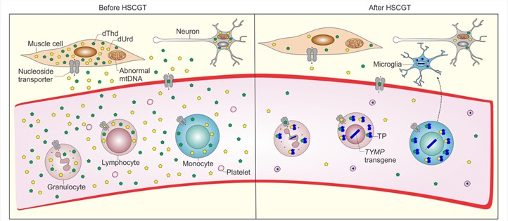 Possible mechanism of TYMP in biochemical correction by gene-modified HSCs.