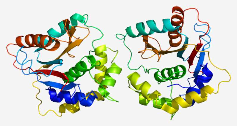 Fig.1 UCHL1 protein. (From Wiki: By Emw - Own work, https://commons.wikimedia.org/wiki/File:Protein_UCHL1_PDB_2etl.png)