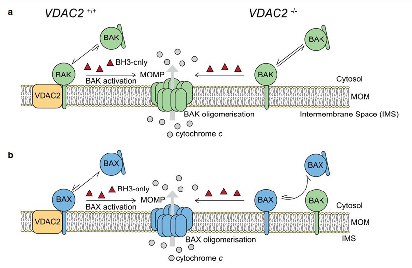 VDAC2 is important for BAK and BAX targeting mitochondria. (Yuan, et al., 2021)