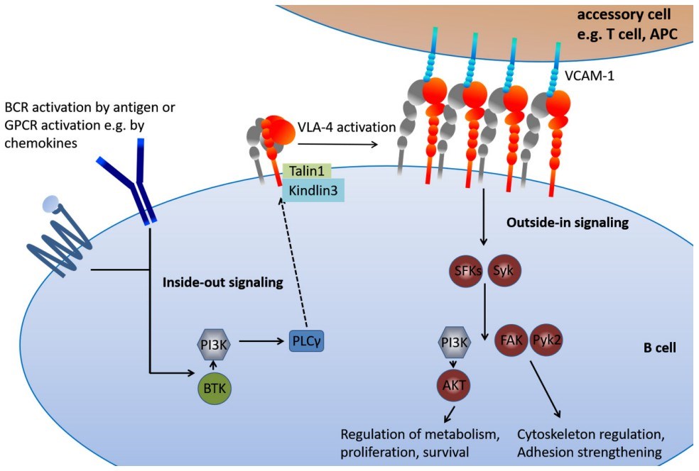 VLA-4 activation is involved in integrin signaling pathways in B cells.