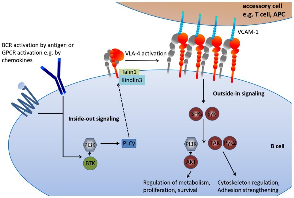 VLA-4 activation in integrin signaling pathways in B cells. (Härzschel, et al., 2020)