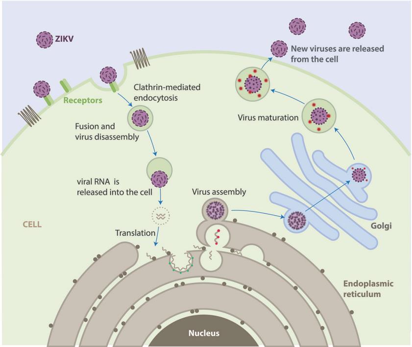 Fig.1 ZIKV replication cycle. (Acosta-Ampudia, et al., 2018)