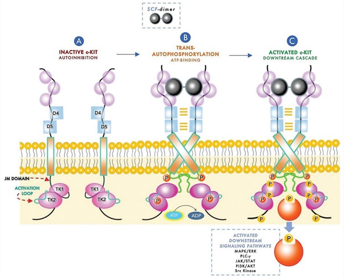A schematic diagram of c-KIT activation and downstream signaling.