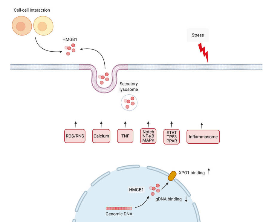 A model demonstrating active secretion of HMGB1 during stress.