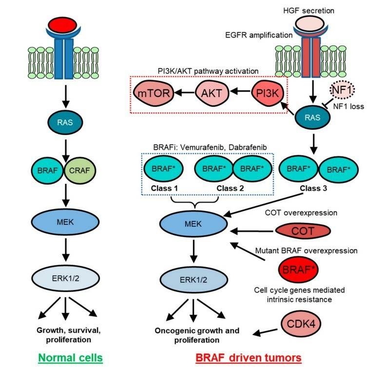 Signaling network mediated by BRAF in normal and cancer cells.