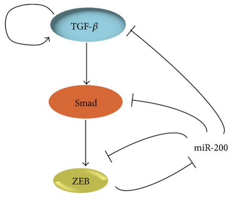 The TGF-β/ZEB/miR-200 regulatory network.
