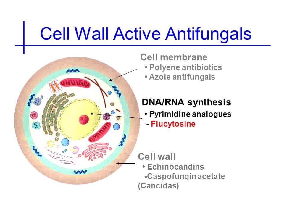 Cell wall active antifungals