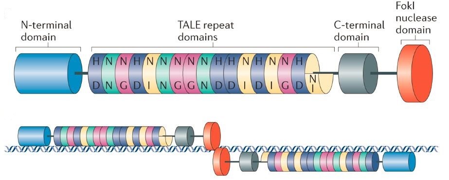 Schematic Representation of Transcription Activator-like Effector (TALE) Nuclease (Joung, 2013)