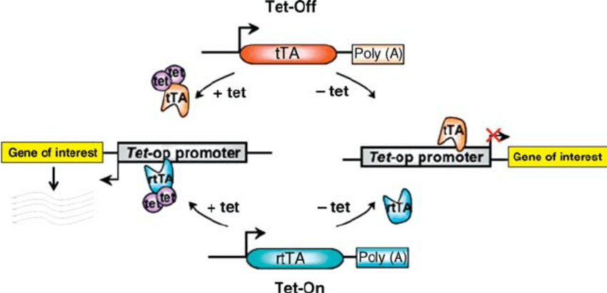 TET system controlled gene expression