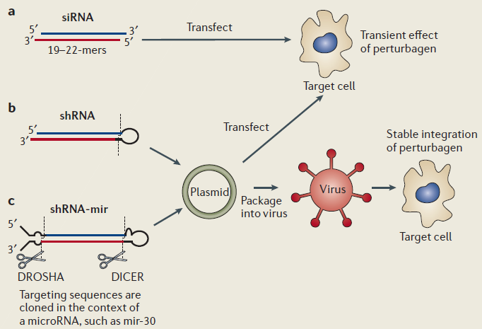 Approaches to RNAi-mediated Gene Knockdown in Mammalian Cells