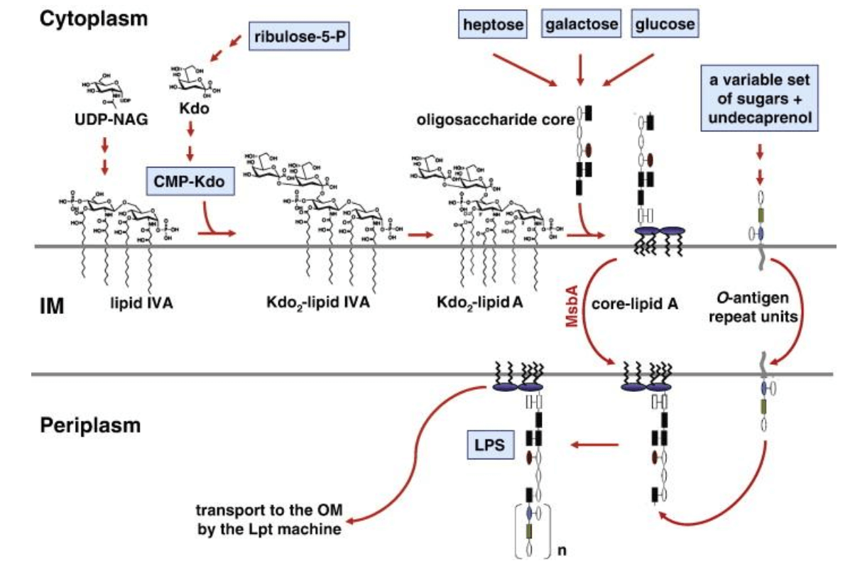 LPS biosynthesis pathway in<em> E. coli</em>