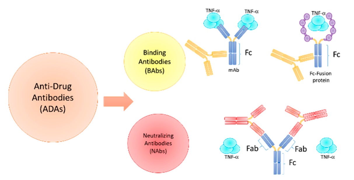 A picture of anti-drug antibodies (ADAs). (OA Literature)