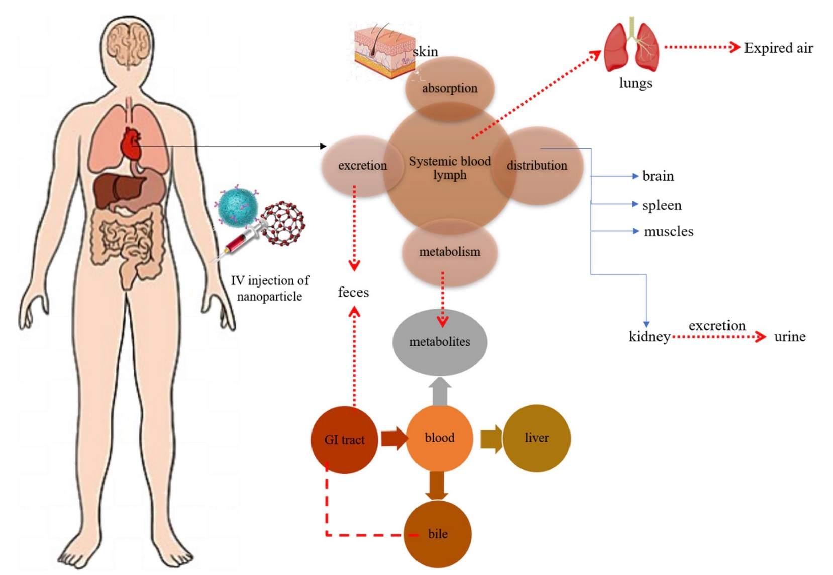 A picture showing the overall ADME mechanism and fate of nanoparticles. (OA Literature)