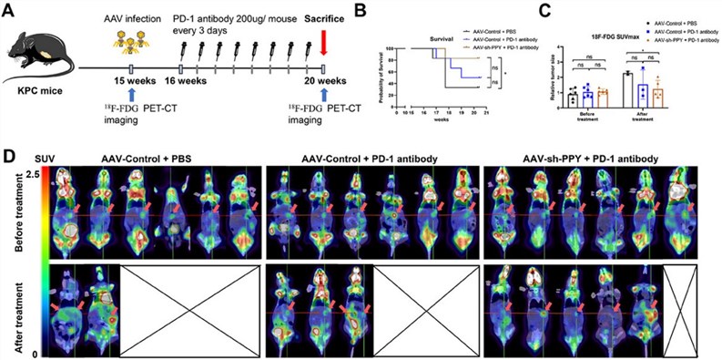 A mouse model of pancreatic cancer. (OA Literature)