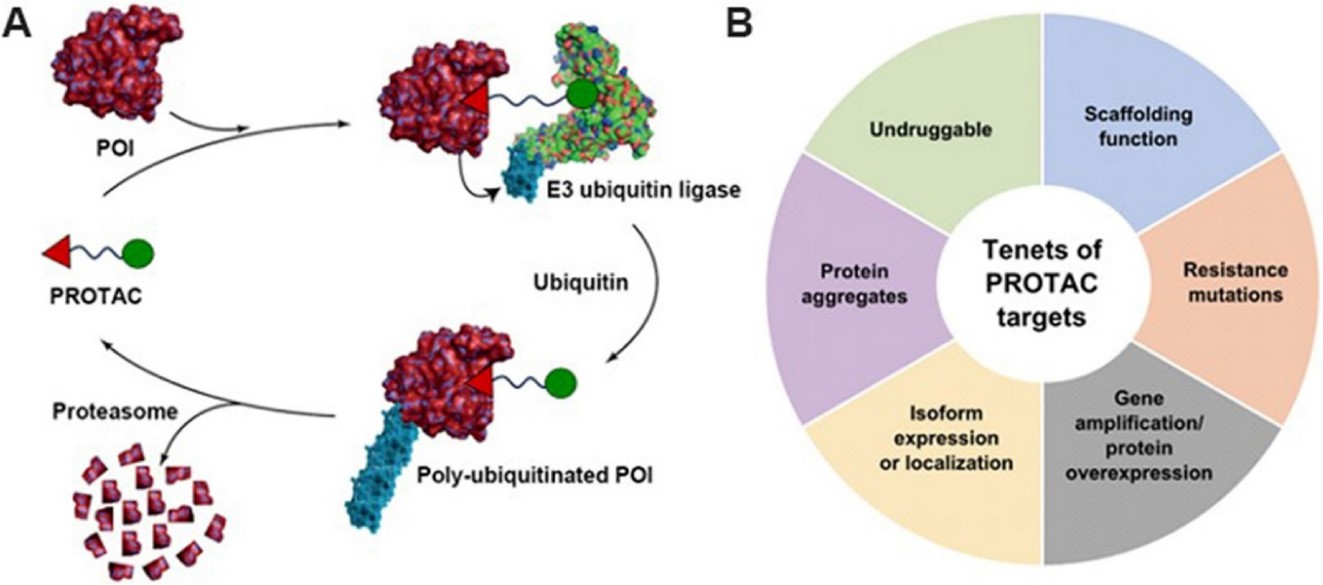 Action principle of Protein Degrader-mediated protein degradation. (OA Literature)