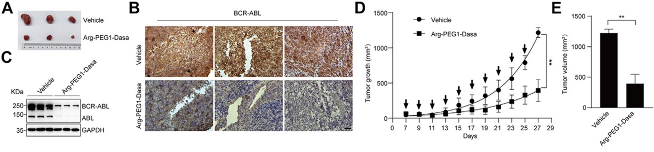 In vivo evaluation of efficacy. (OA Literature)