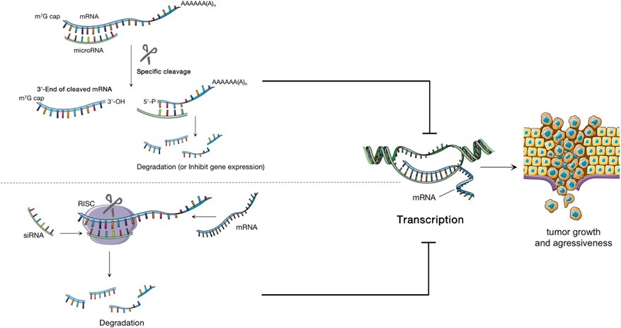 Small non-coding RNA influences tumor development. (OA Literature)