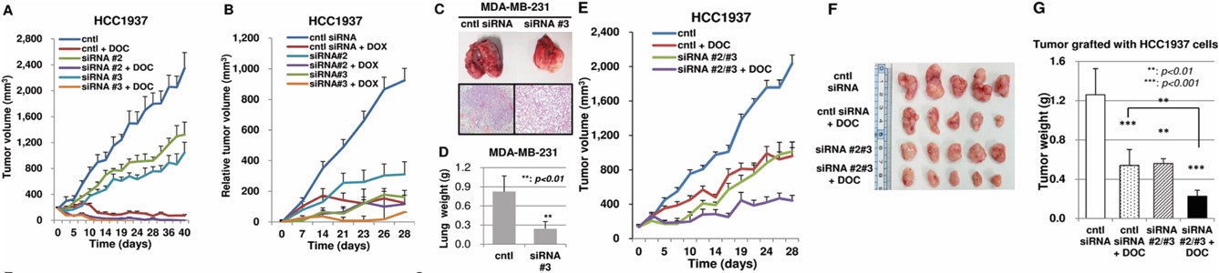 Arg-PEG1-Dasa inhibits tumor growth in vivo. (OA Literature)