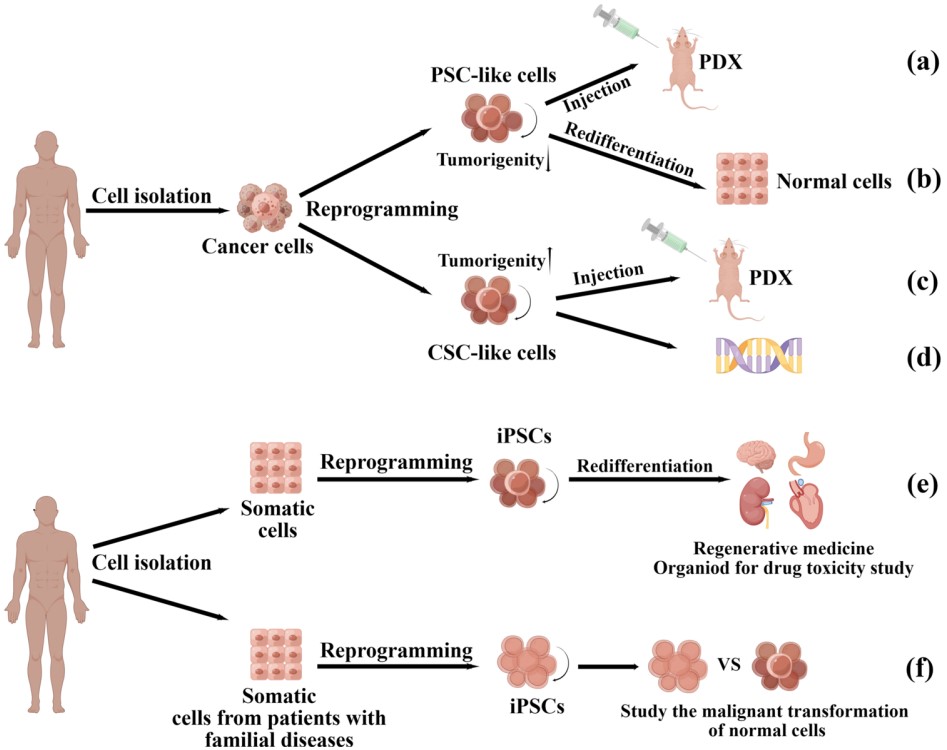 Reprogramming applications in cancer and somatic cells. (OA Literature)